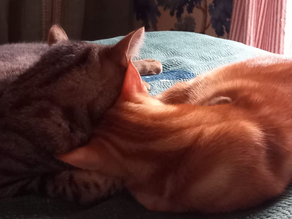 A ginger and a tabby cat sit snuggled together on a bed, facing away from the viewer. The ginger's head is tilted down and to left and slots neatly against the tabby's head and chest, held upright