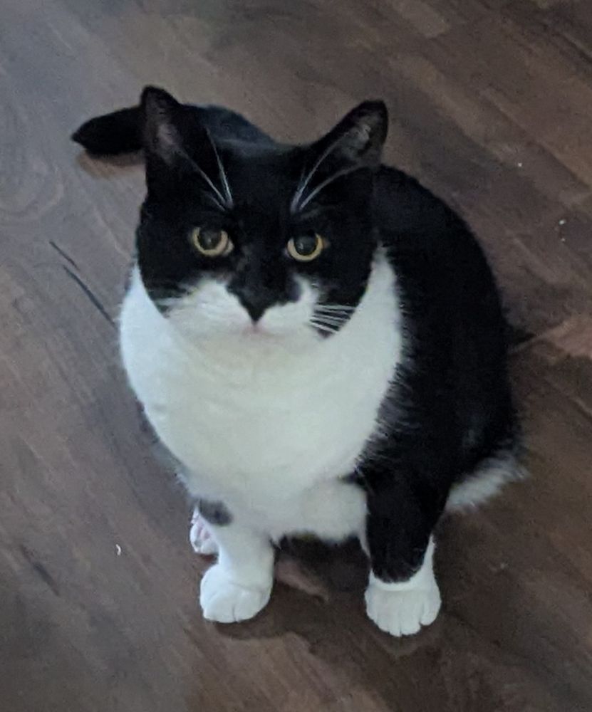 a close-up of the previous picture so that you can see just how angry her eyebrows are.