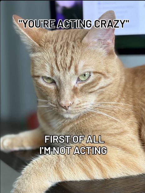 crazy ginger cat