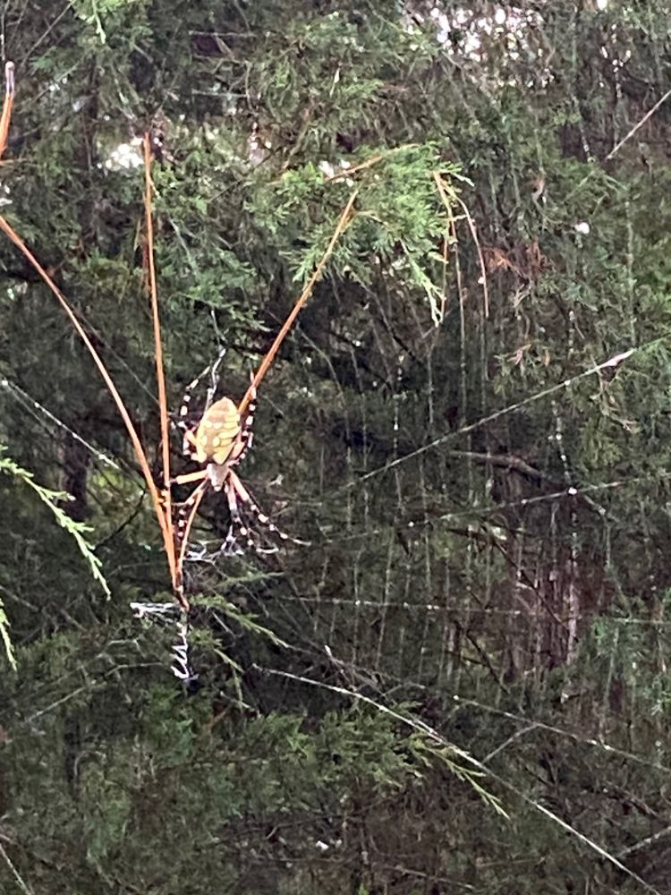 A very very large spider hanging upside down on its web. The spider has a yellow body and yellow and white
Striped legs. A clump of brown pine needles from a loblolly pine has caught in the web, giving the scale of the spider’s web.