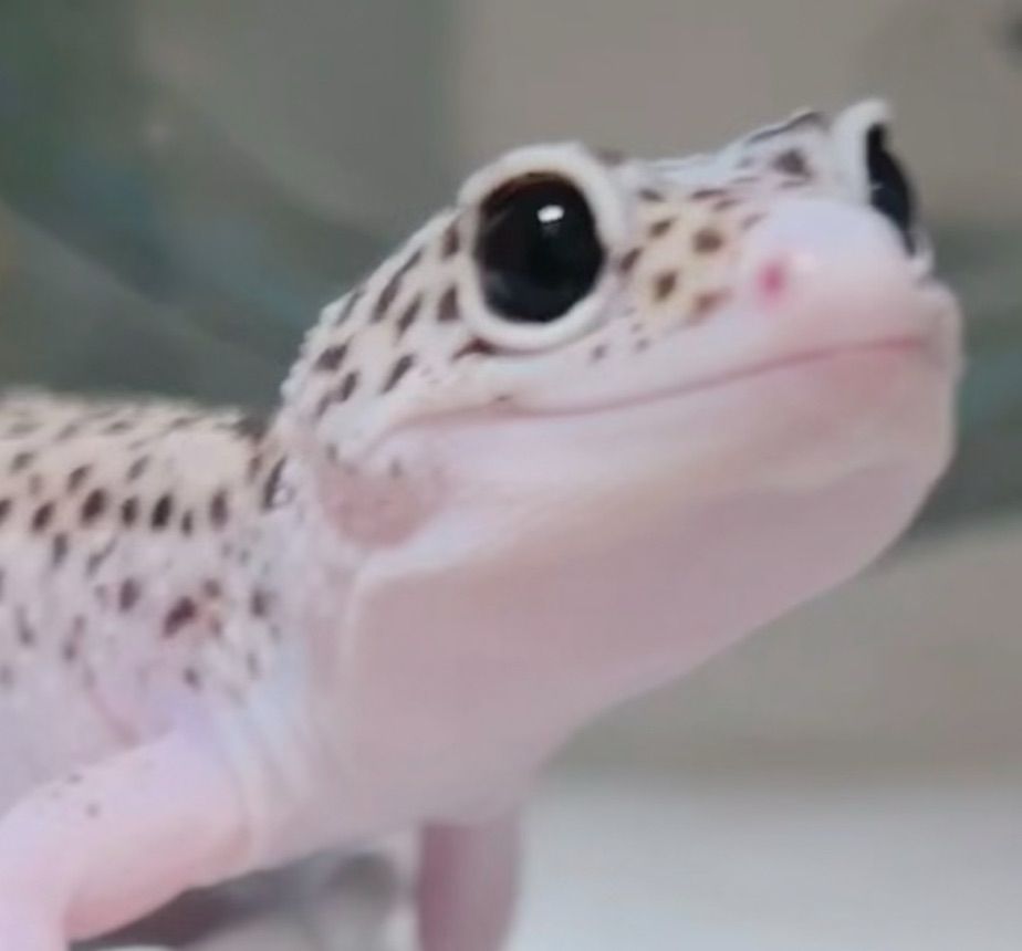 ごはんですか？！