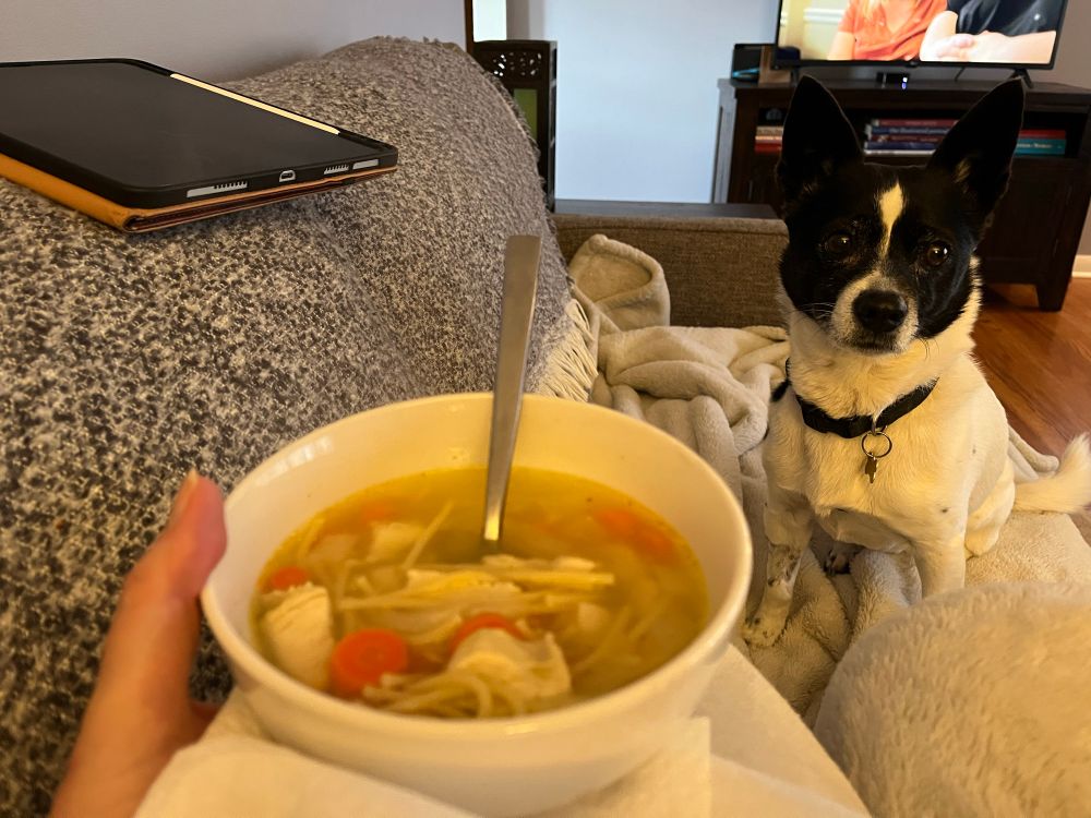 Me, sitting on the couch, under a blanket, holding a hot bowl of chicken noodle soup. There is a tablet on the back of the couch and a small black-and-white pup interested in my soup. 