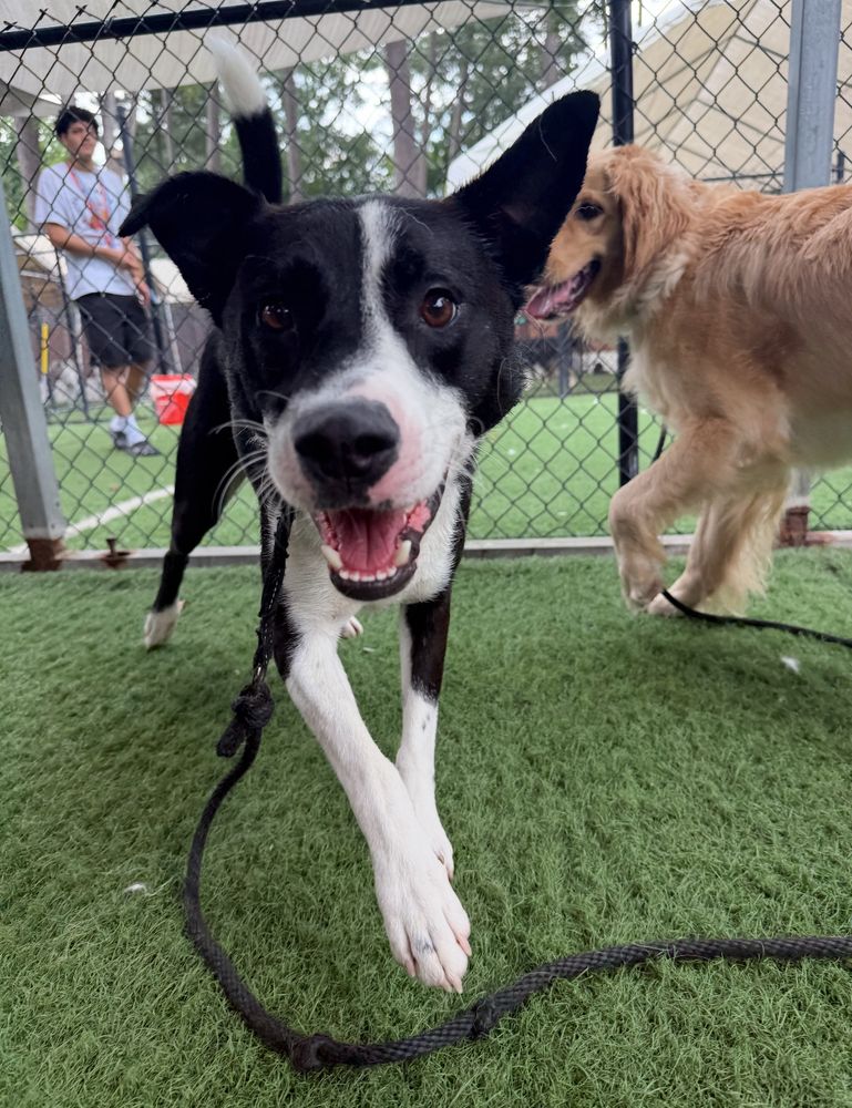 a black and white pup at doggy day care 