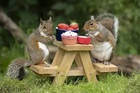 two squirrels chowing down at a tiny picnic table.