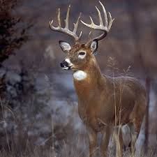 Picture of a buck.