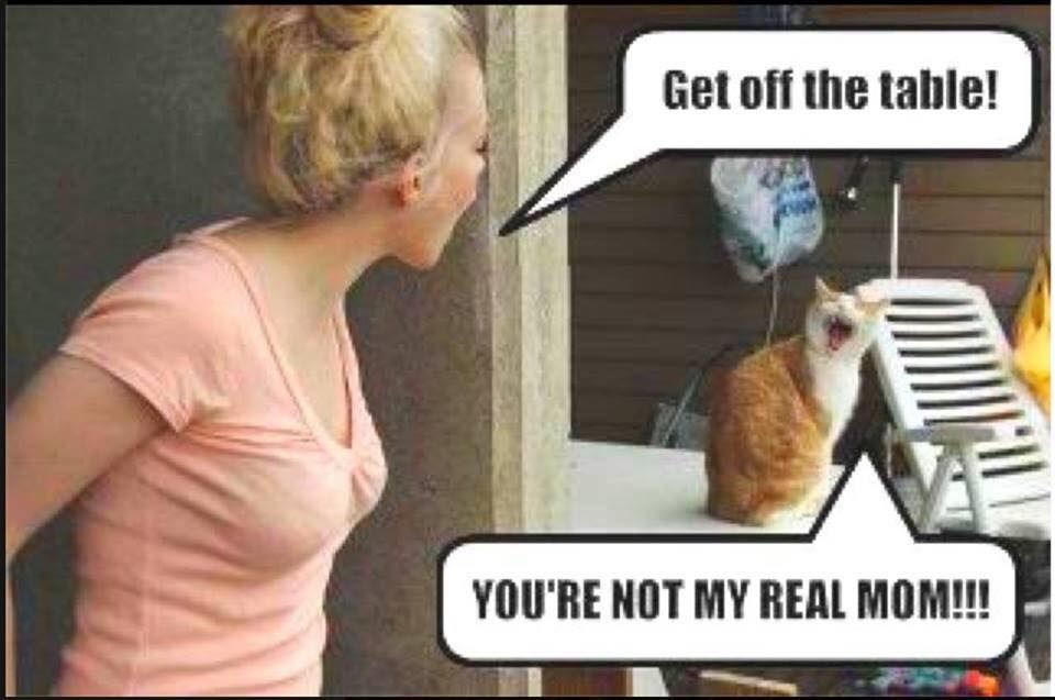 Cat on the counter.  Woman screaming at cat to get off the table.  Cat replies YOU'RE NOT MY REAL MOM!