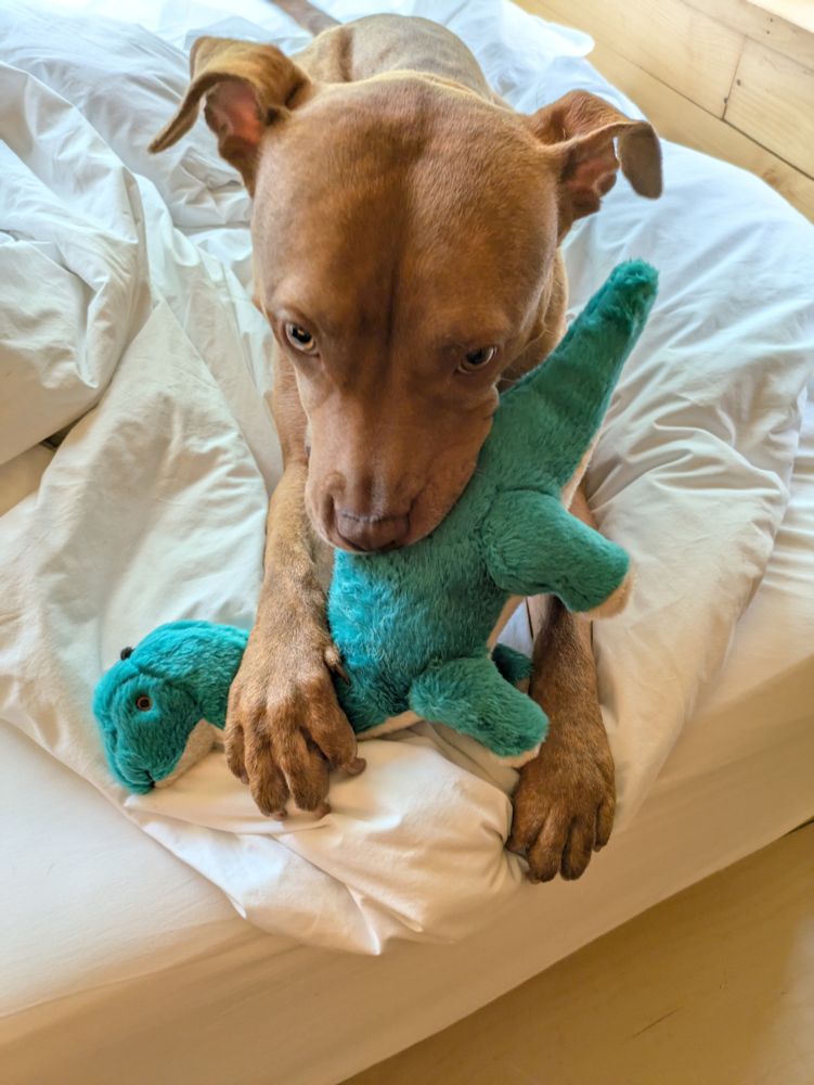 Dog holding a dino toy