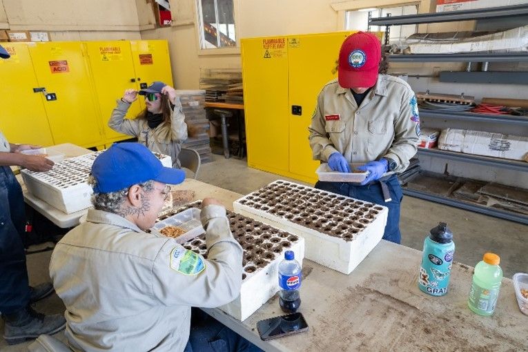 California Conservation Corps are sowing seeds