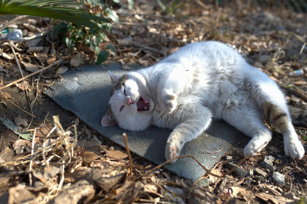 猫 cat
