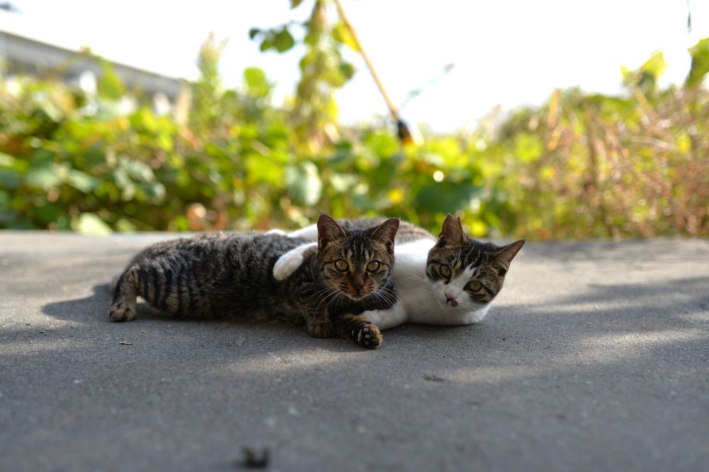 猫 cat