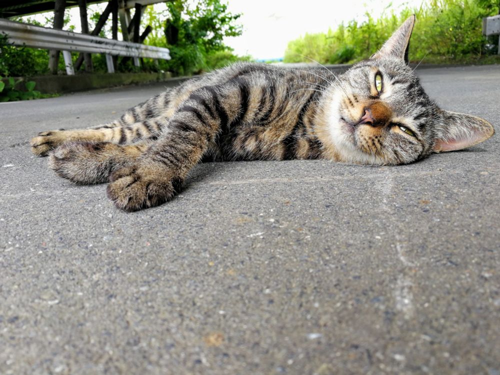 猫