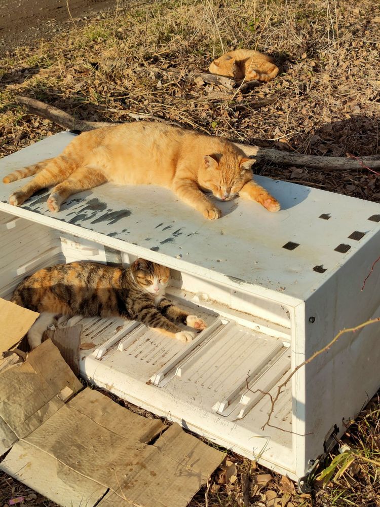猫 cat