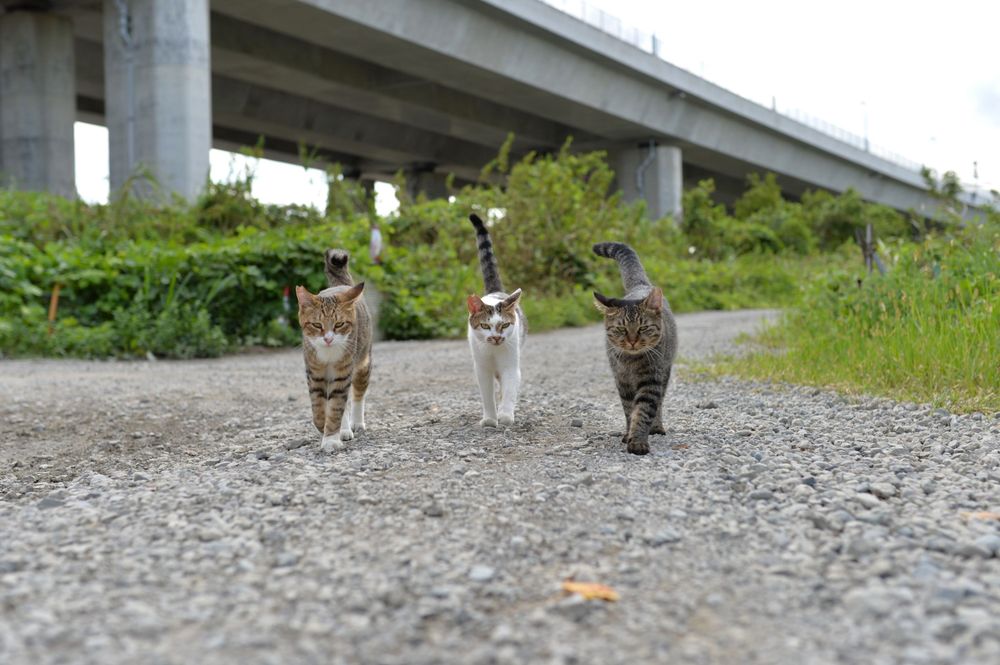 猫ねこネコ
