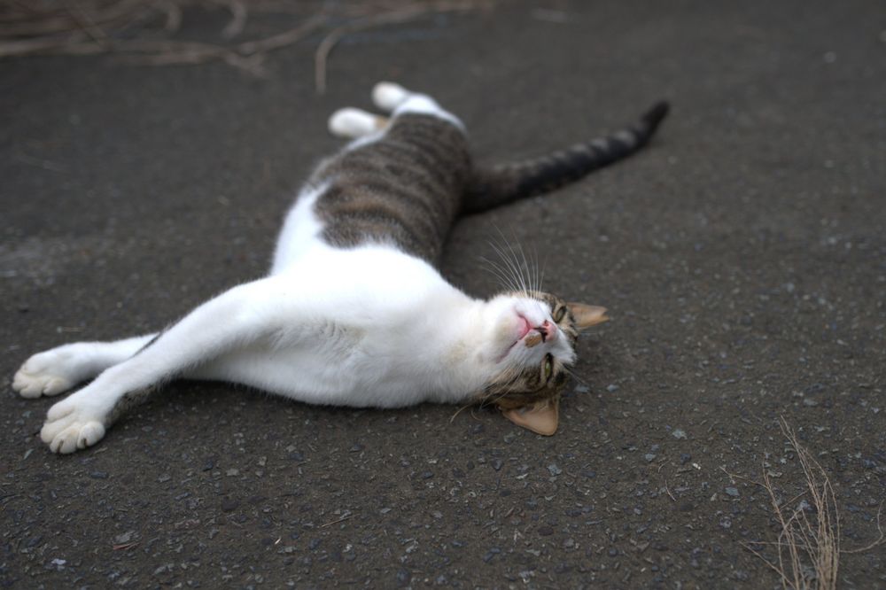 猫 cat
