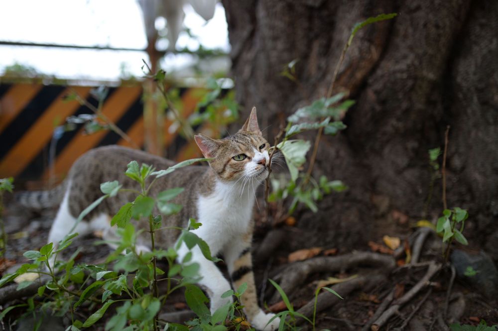 猫