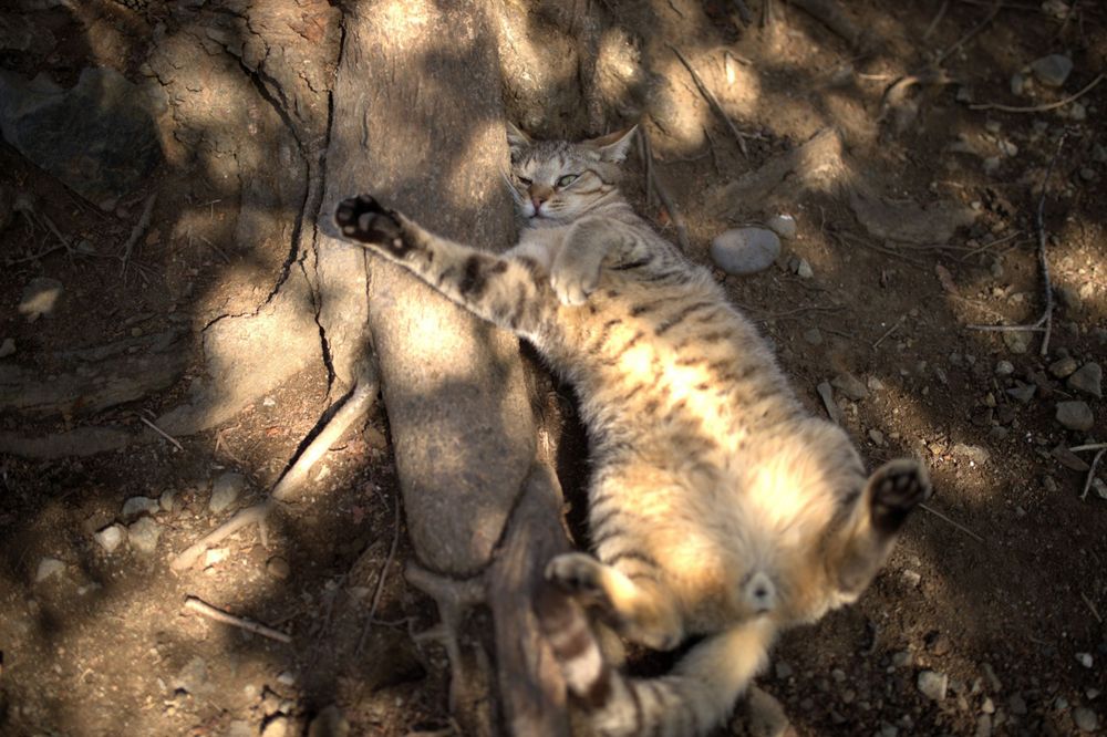 猫 cat