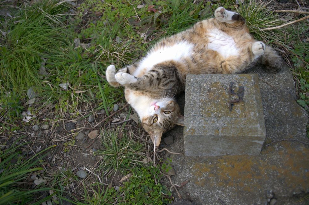 猫 cat