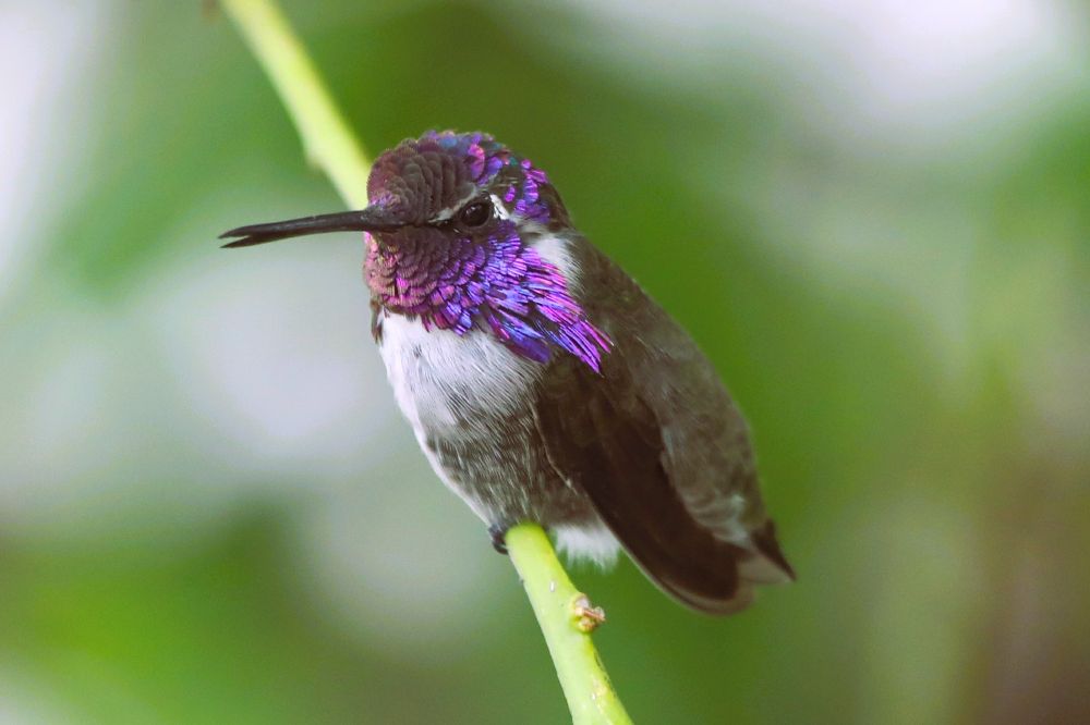 A series of four photos of a male Costa’s hummingbird perched on a green stem. His throat and crown shimmer with iridescent violet and magenta feathers, glowing differently as he turns his head. The rest of his plumage is olive-brown on the back with a pale gray chest and belly. In each frame, he shifts position—facing forward, sideways, and slightly down—revealing how the light transforms the brilliance of his gorget feathers against a blurred green background.
