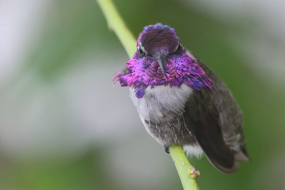 A series of four photos of a male Costa’s hummingbird perched on a green stem. His throat and crown shimmer with iridescent violet and magenta feathers, glowing differently as he turns his head. The rest of his plumage is olive-brown on the back with a pale gray chest and belly. In each frame, he shifts position—facing forward, sideways, and slightly down—revealing how the light transforms the brilliance of his gorget feathers against a blurred green background.