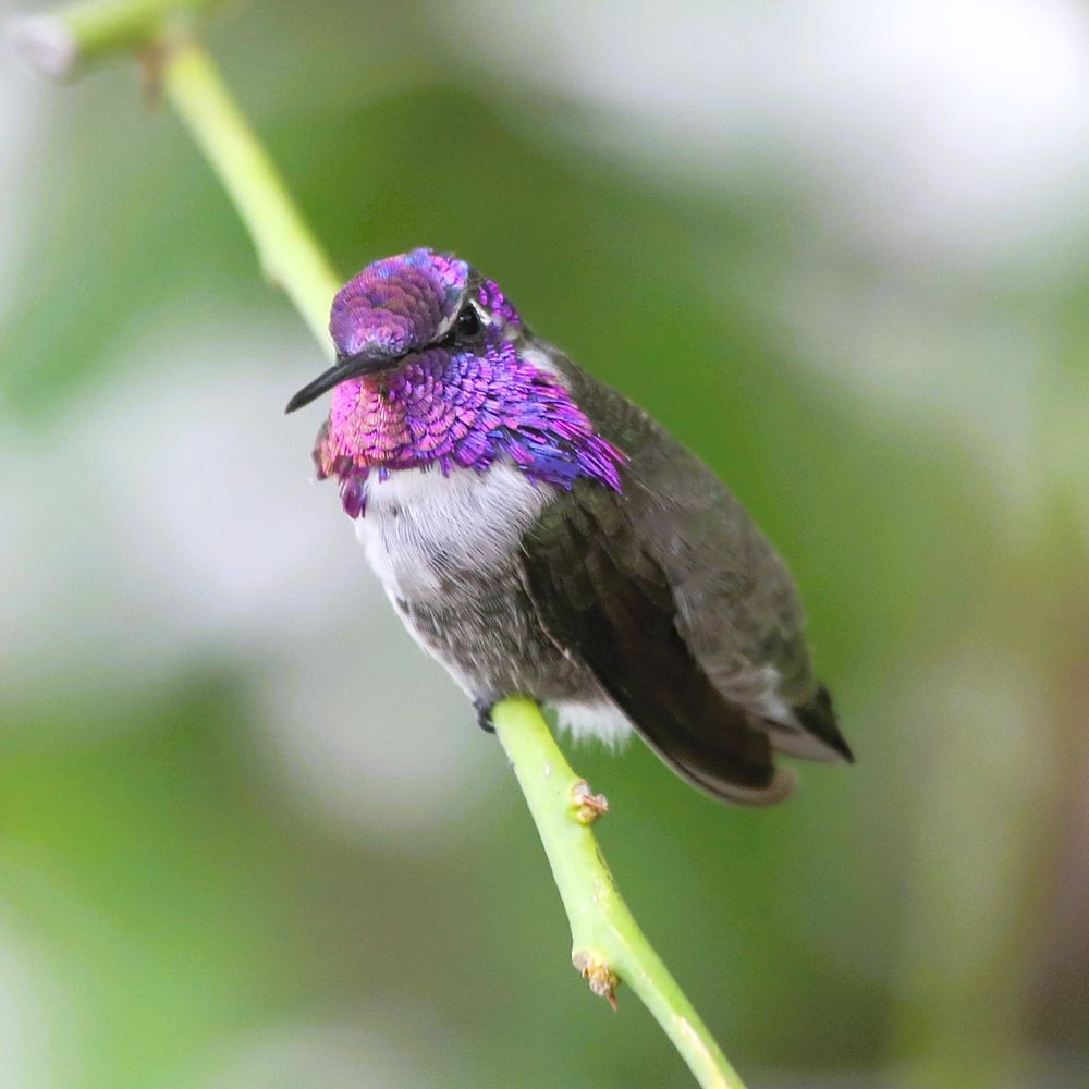 A series of four photos of a male Costa’s hummingbird perched on a green stem. His throat and crown shimmer with iridescent violet and magenta feathers, glowing differently as he turns his head. The rest of his plumage is olive-brown on the back with a pale gray chest and belly. In each frame, he shifts position—facing forward, sideways, and slightly down—revealing how the light transforms the brilliance of his gorget feathers against a blurred green background.