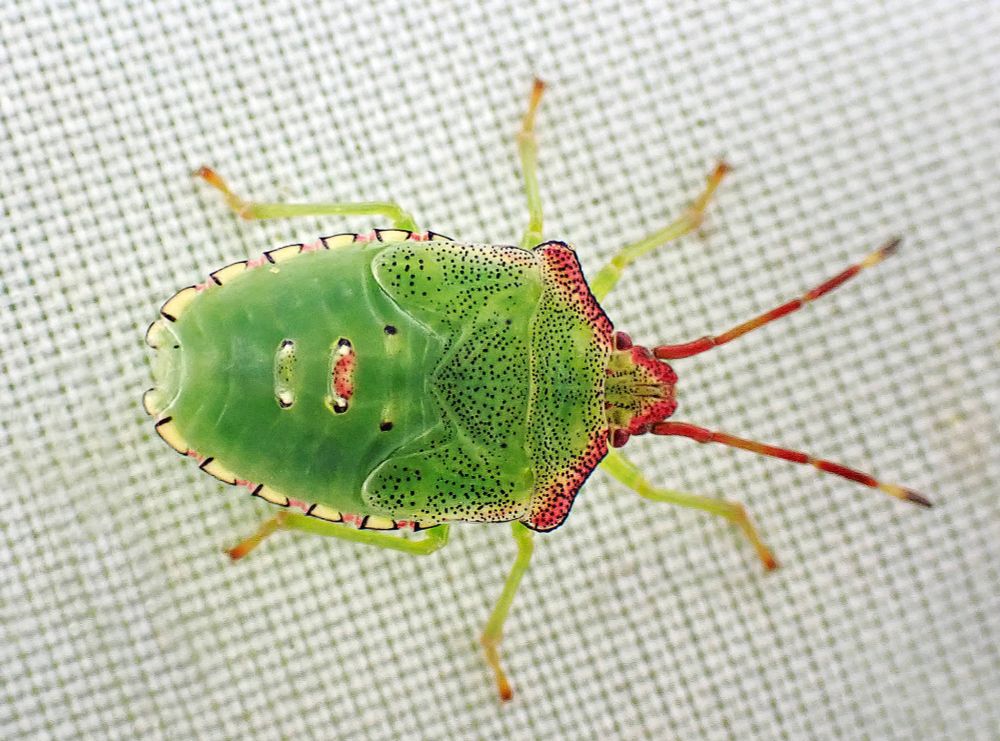 Hawthorn Shieldbug nymph, Acanthosoma haemorrhoidale. 