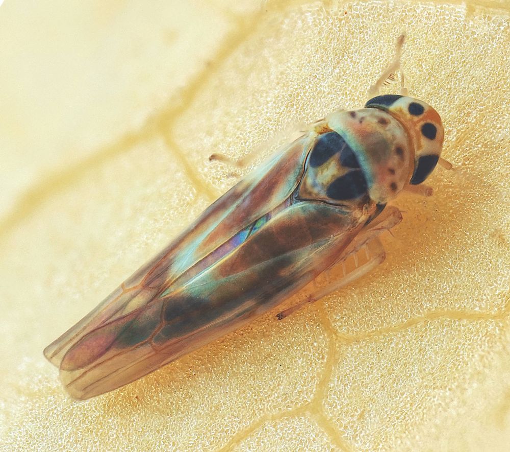 Arboridia ribauti