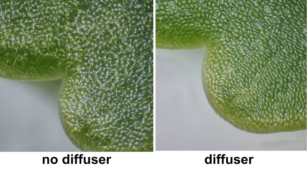 Kalanchoe leaf, 100X.