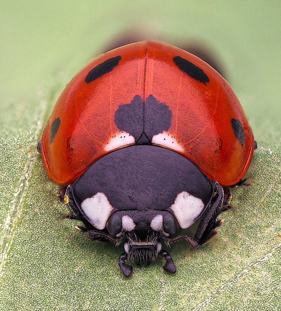 My first of the year - 7 Spot Ladybird, Coccinella septempunctata. 
