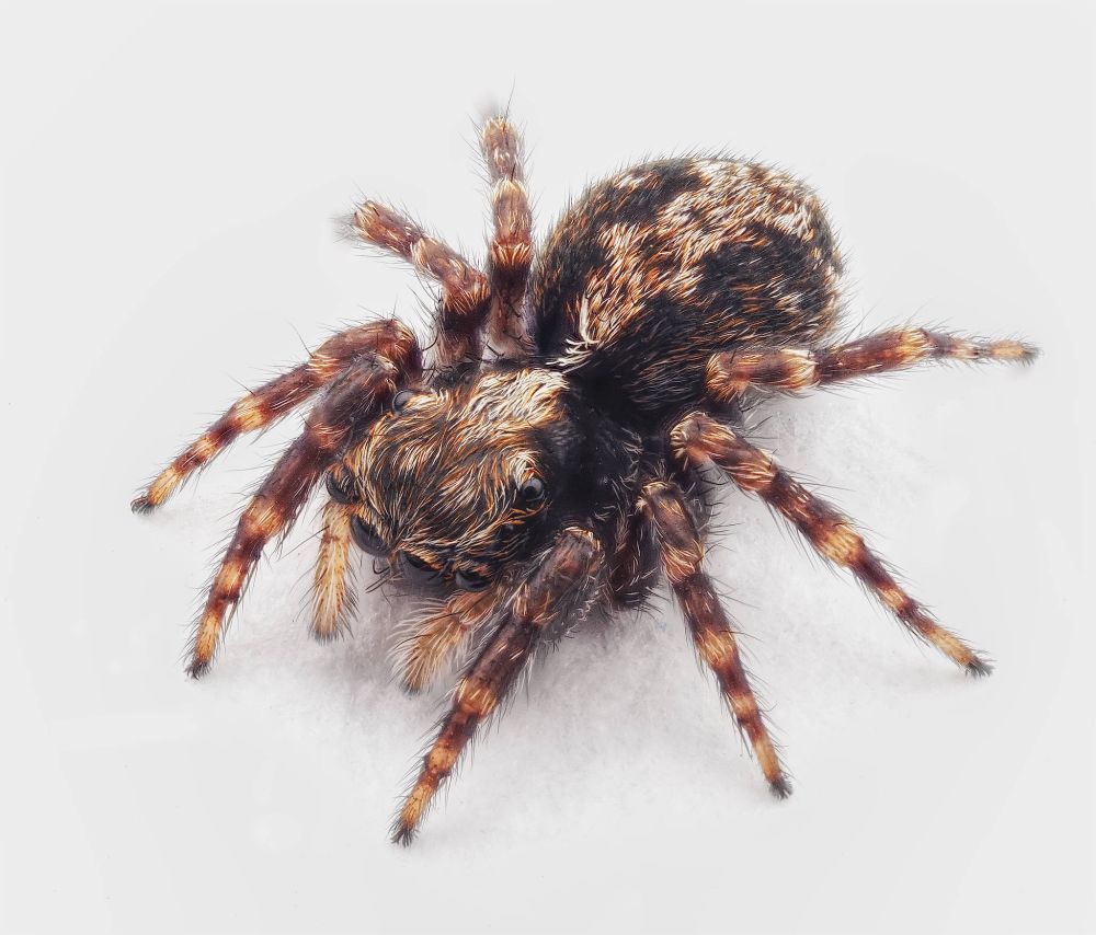 Pseudeuophrys lanigera. OM System OM-5 OM SYSTEM M.Zuiko Digital ED 90mm f3.5 Macro IS PRO Godox V680-O 