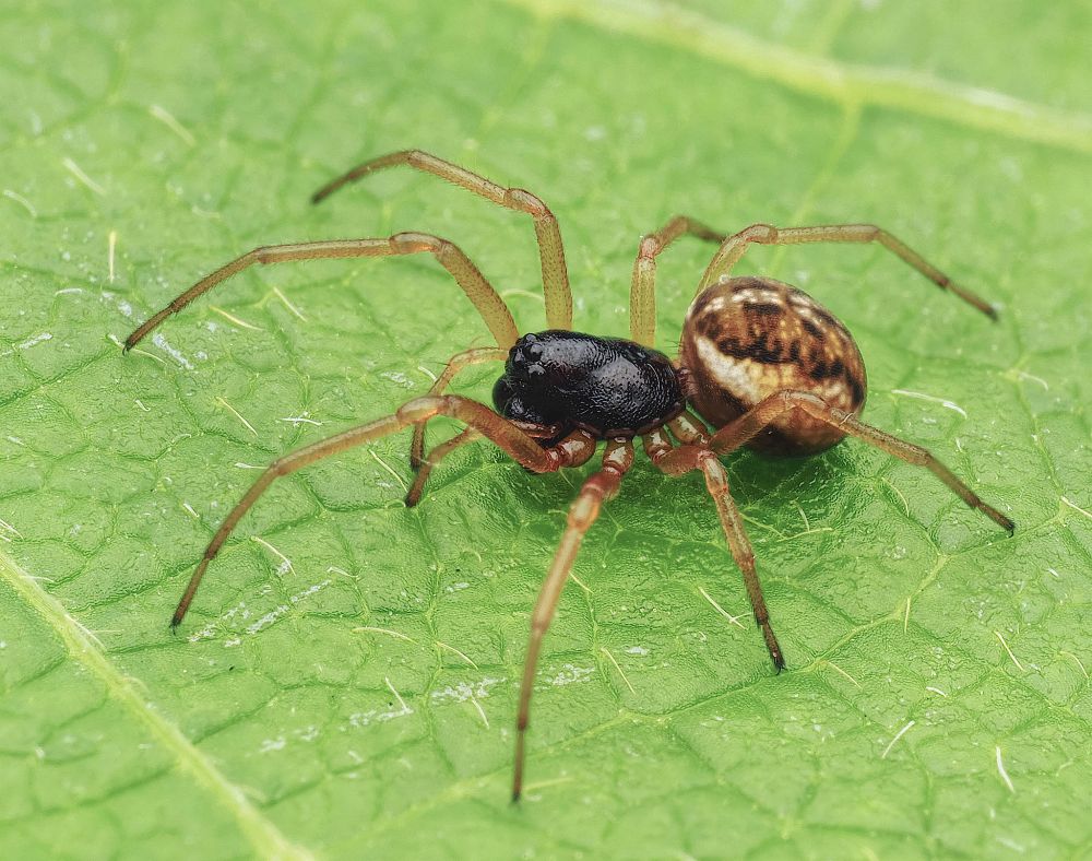 Pachygnatha degeeri 