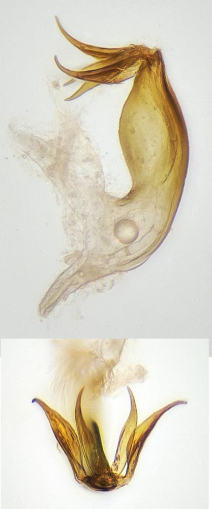 Edwardsiana rosae aedeagus