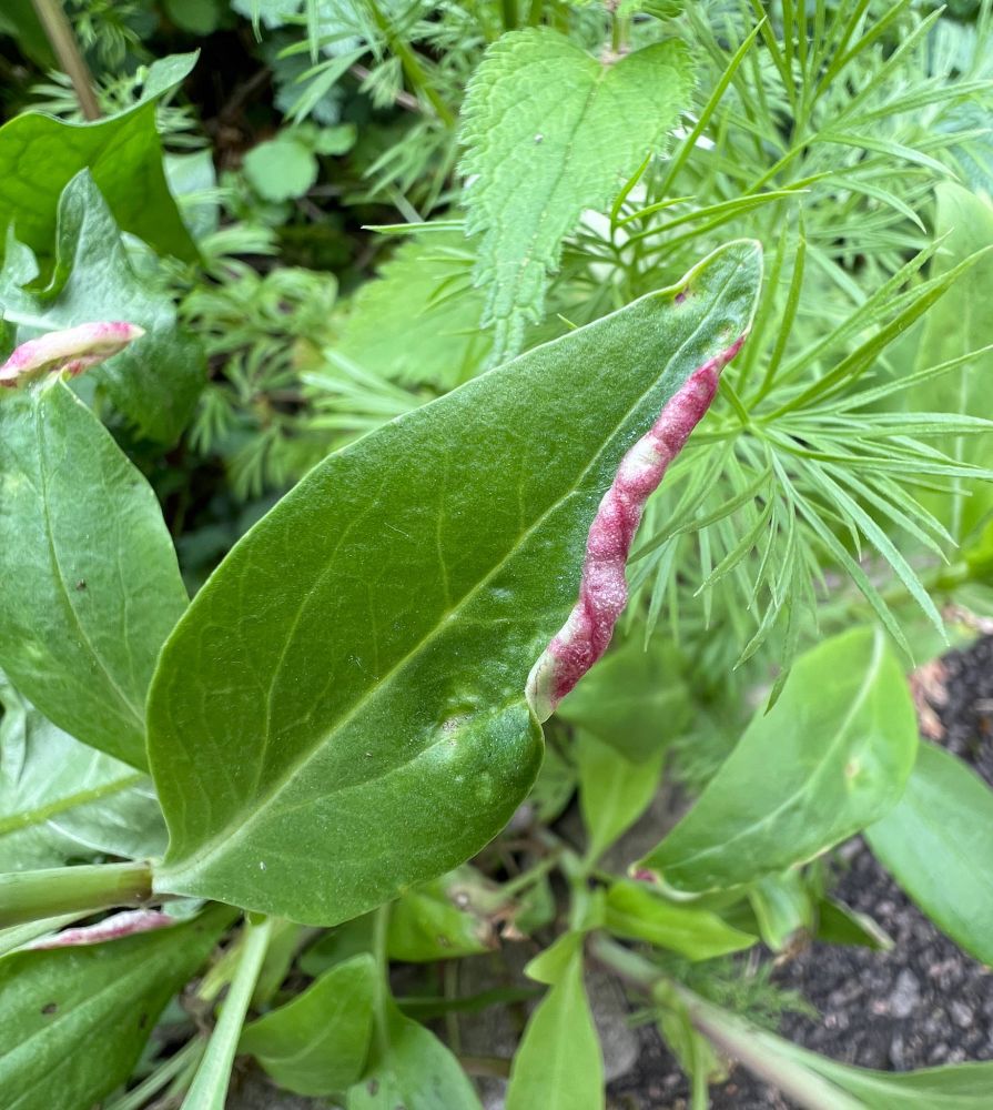 The distinctive gall on Red Valerian caused by the Psyllid Trioza centranthi. 