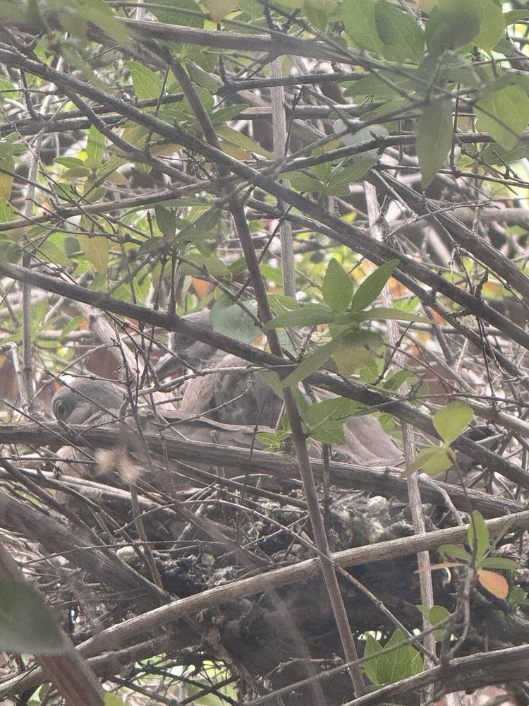 Zoomed in photo of a pair of doves sitting in a nest. They’re quite obscured by the tree branches but appear to be sitting together in the nest