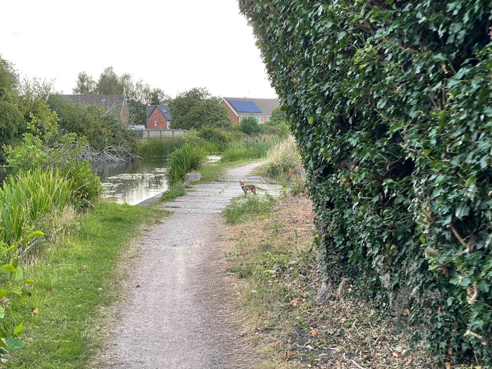 Fox on canal towpath