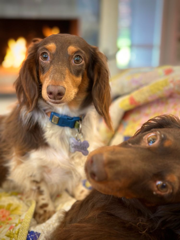 Two long-haired dachshunds living their best lives