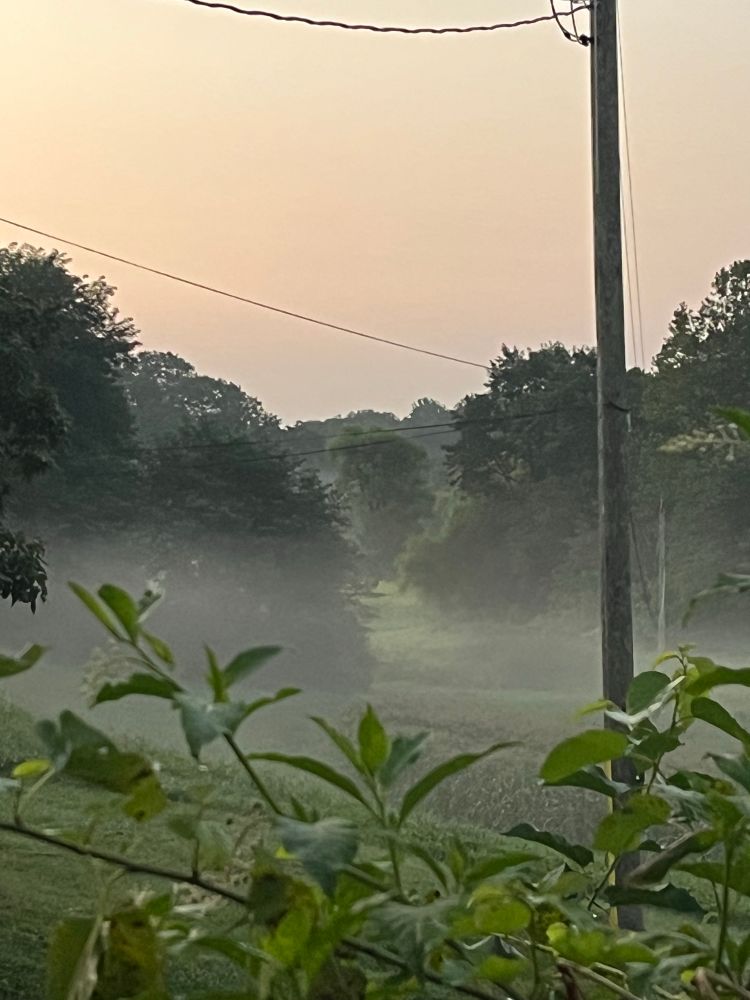 Mist settles into the marsh as first light comes over the farm. There are trees surrounding it & a telephone pole is in sight with the tops of pokeweed are in the foreground 