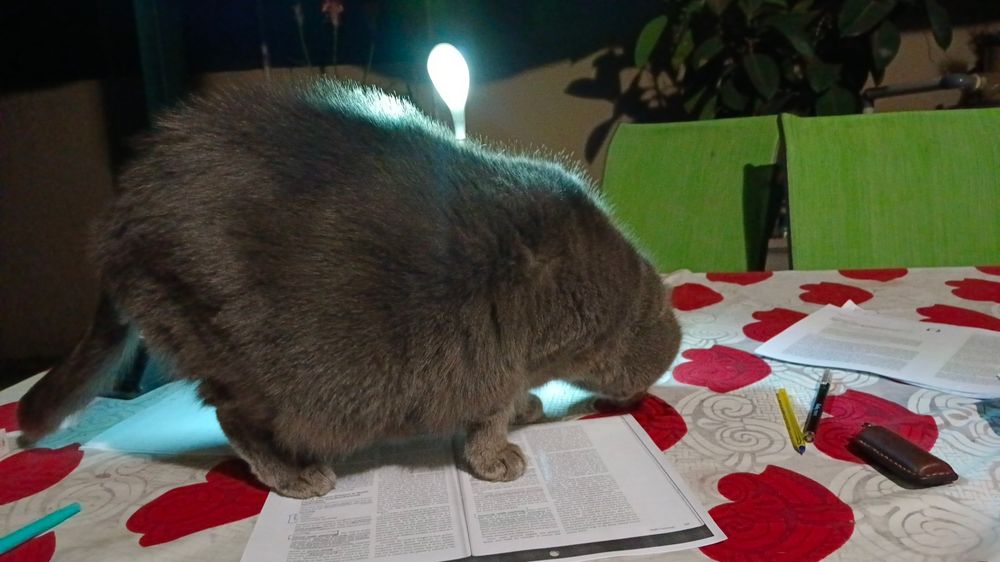 Charcoal-coloured cat - size large - sitting on the table on study material.