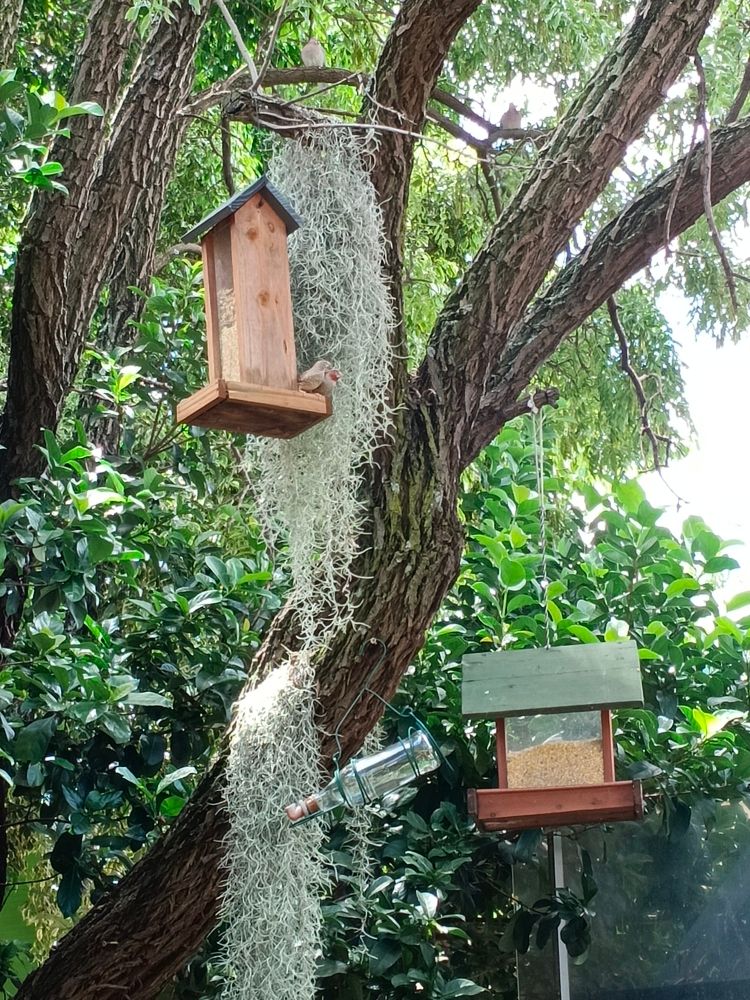 View of my garden, with bird feeders and two finches. Some Spanish moss and verbena.