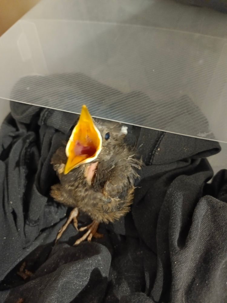 Baby olive thrush waiting to be fed, with its beak wide open. He/She loves mealworms. 