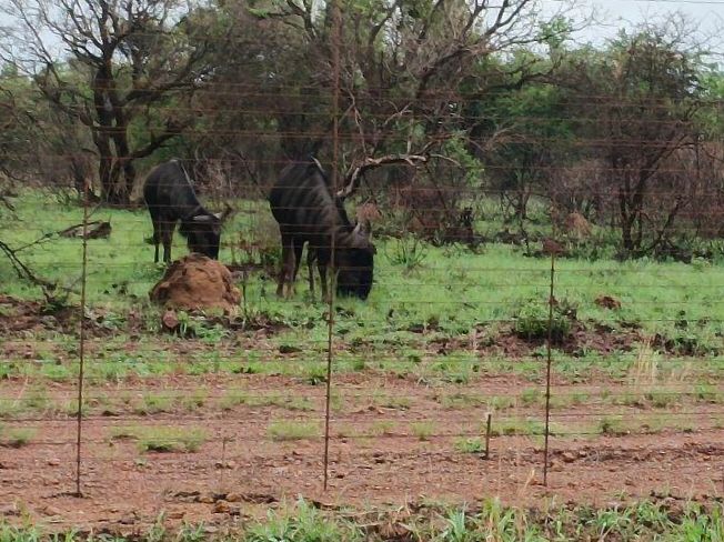 Two gnu grazing on grass. 