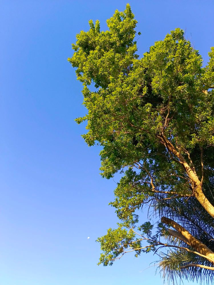 Tree with the moon in the background.