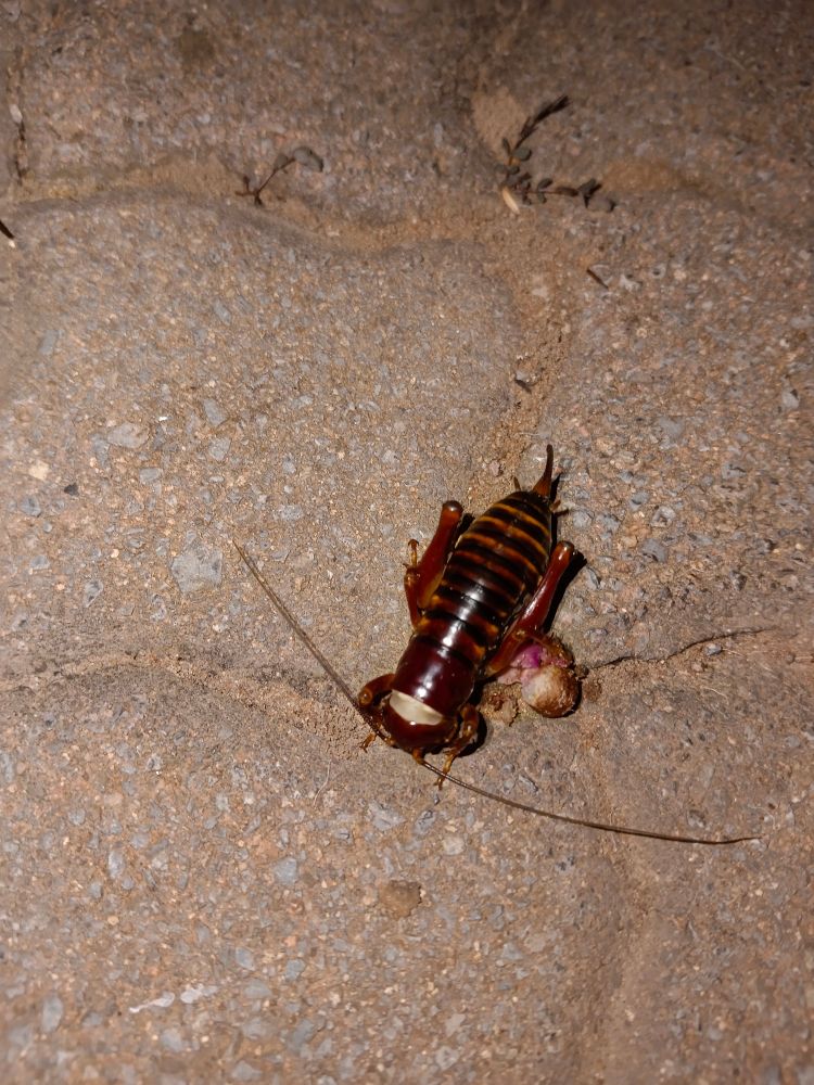 Parktown Prawn on the driveway.