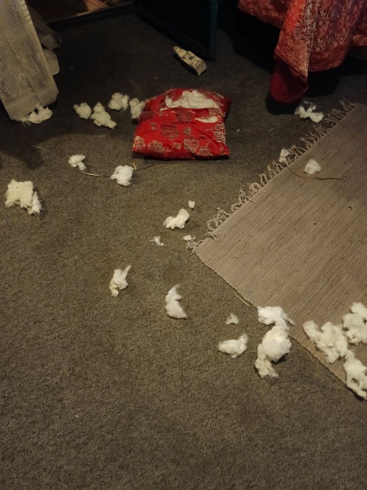 Pillow torn apart with stuffing all over the floor.