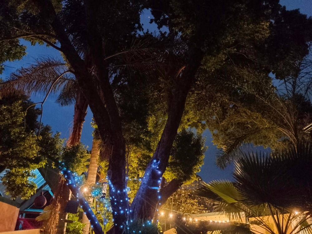 Christmas lights in trees, with a threatening thunderstorm at the back