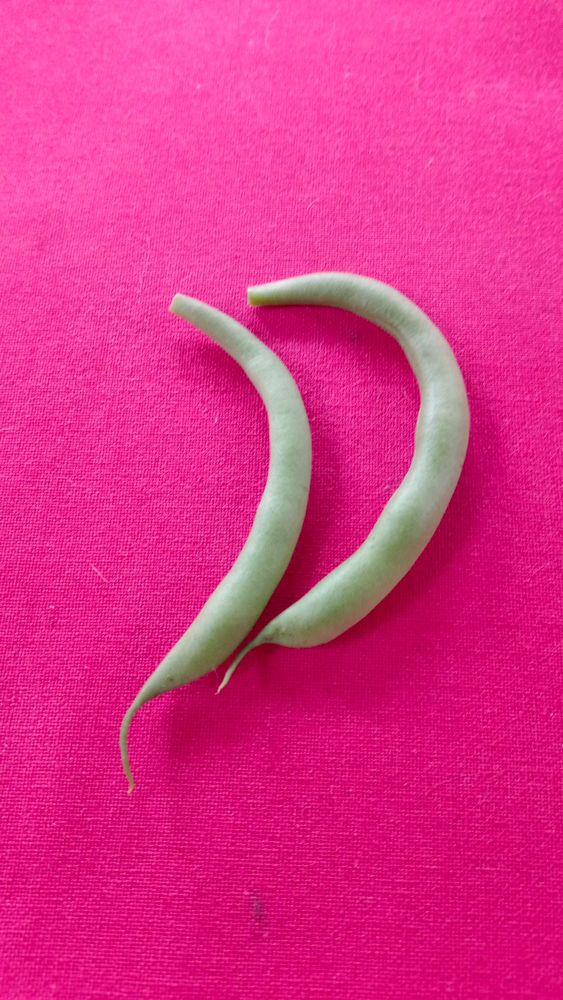 Two fresh beans on a red background, constituting the entirety of my container vegetable gardening effort. 