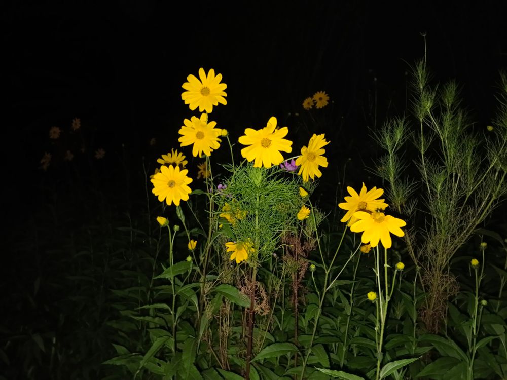 Yellow flowers at night.