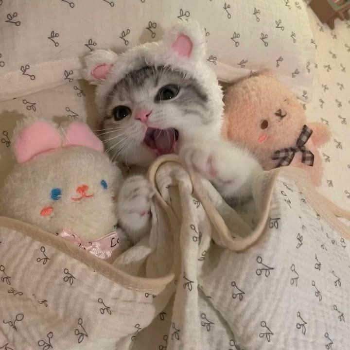 A cat joyfully smiling wearing white fleecy ears as a hood and tucked up in its bed with a toy fluffy rabbit and pink teddy