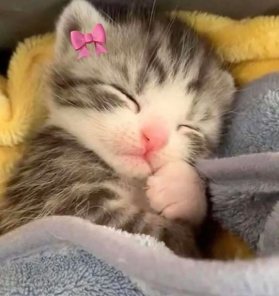 A small kitten asleep with a pink ribbon bow on its ear