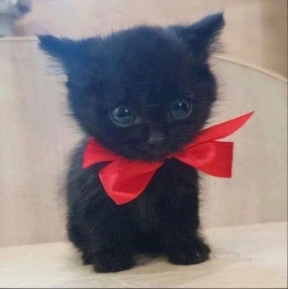 A tiny black kitten with a red silk ribbon as a bow tie