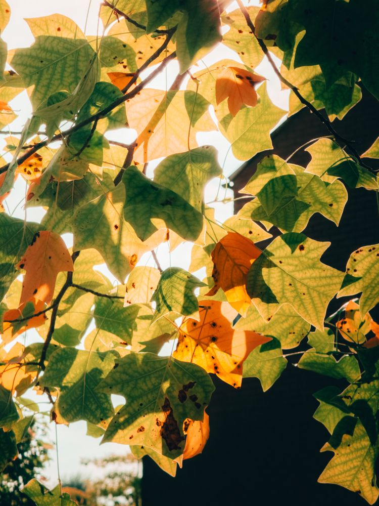 Bright sunlight filters through a collage of leaf colors as it falls through the branches of a tree lighting up like a stained glass window